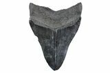 Fossil Megalodon Tooth - South Carolina #362157-2